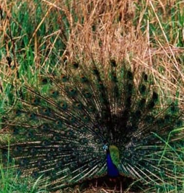 Bardia National Park Jungle Safari
